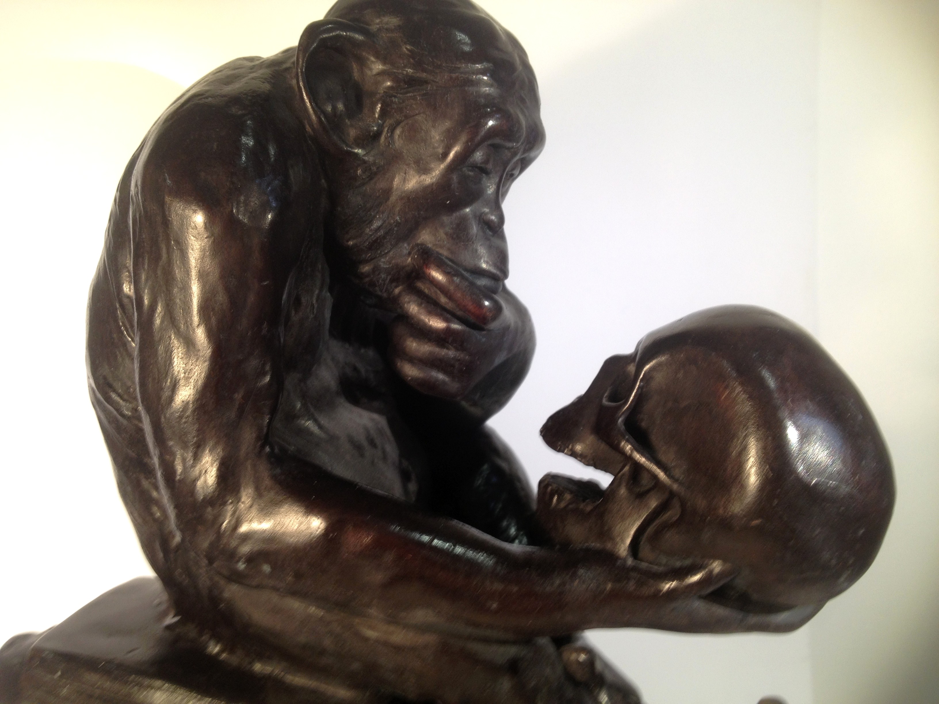 Close view of the chimpanzee’s head, hand supporting its chin, and human skull