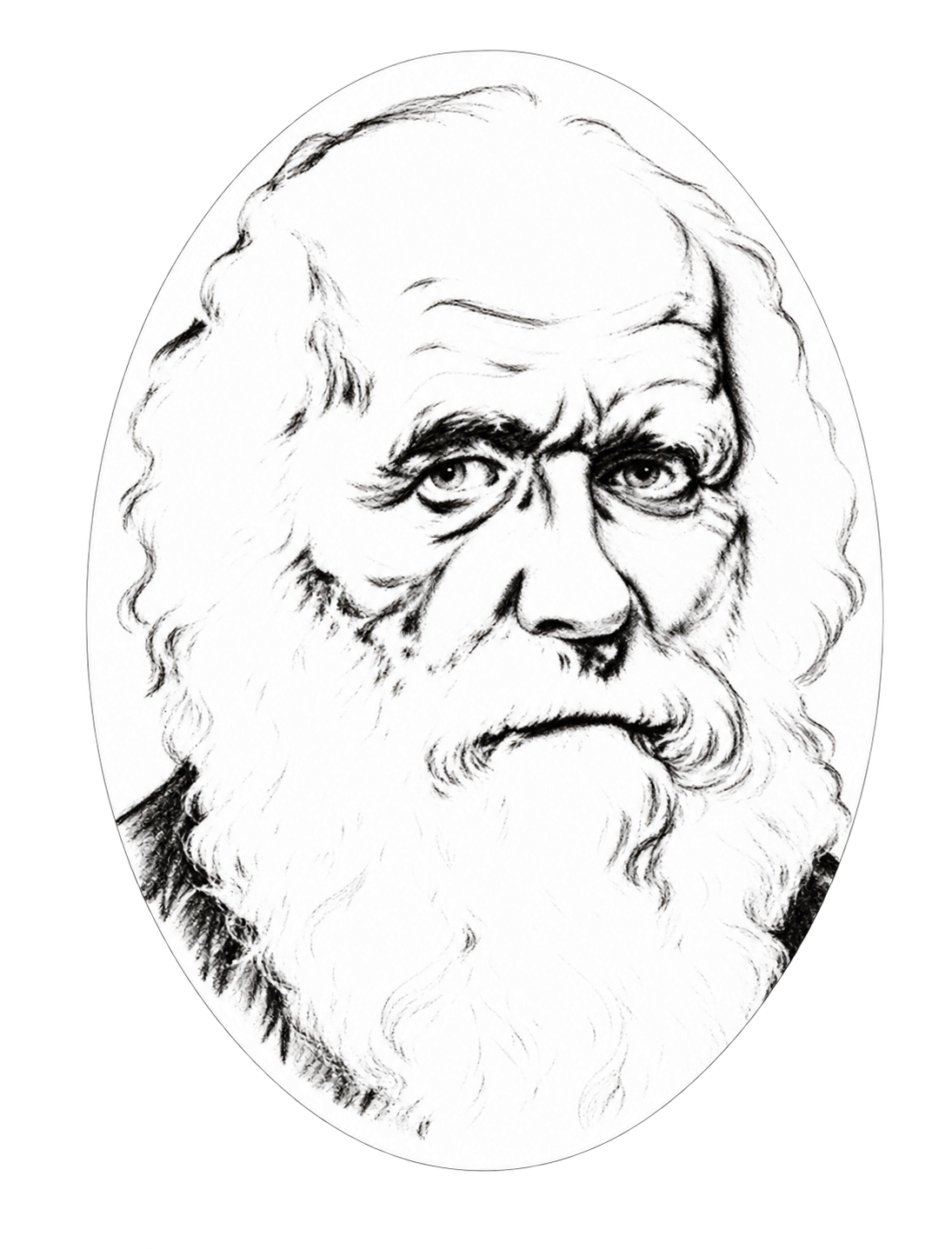 Simon Gurr’s portrait drawing of Charles Darwin
